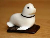 Foca